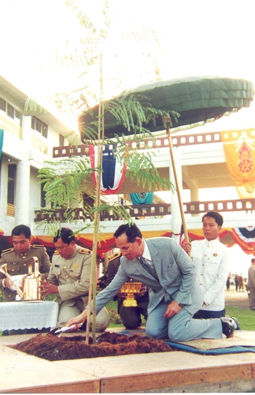 พระบาทสมเด็จพระปรมินทรมหาภูมิพลอดุลยเดช ฯ รัชกาลที่ 9 ทรงปลูกต้นยูงทอง มหาวิทยาลัยธรรมศาสตร์รังสิต