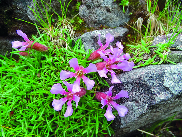Saponaria Pumila